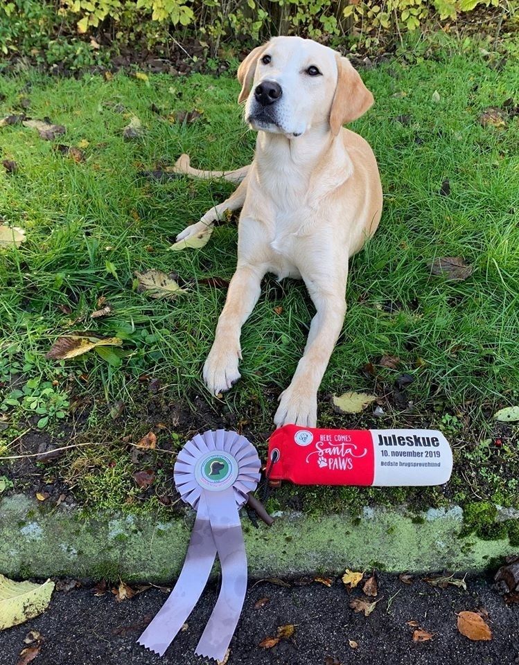 Valde med sin fine præmie til bedste hund på brugsprøve. Den flotte dummy er sponsoreret af Petshoppen v/Gitte Jacobsen.